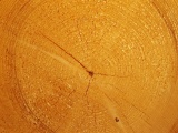 Wood Cut